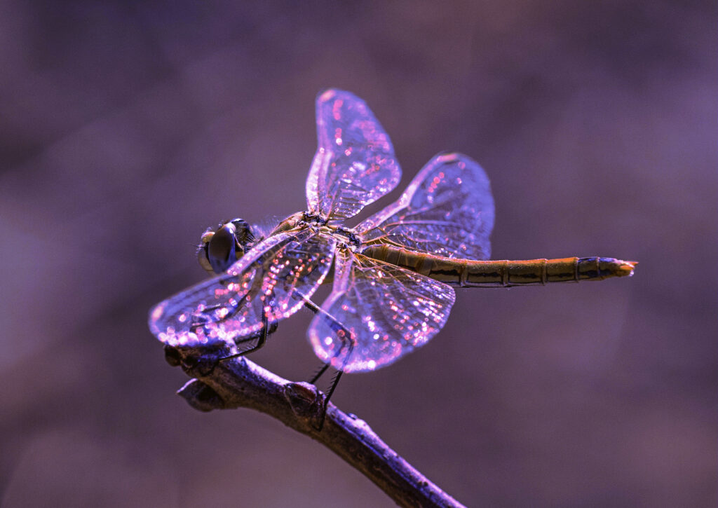 Dragonfly mental health growth believe in you